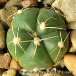 Gymnocalycium horstii Gf105