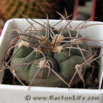 Gymnocalycium hossei P139