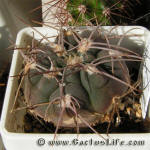 Gymnocalycium hossei P139