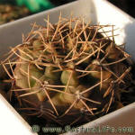 Gymnocalycium kieslingii fa albiareolatum GN96-791-2550