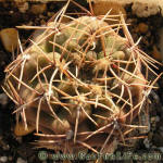 Gymnocalycium kieslingii fa albiareolatum GN96-791-2550