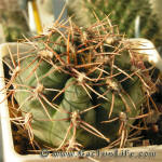 Gymnocalycium kieslingii fa albiareolatum GN96-791-2550