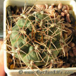 Gymnocalycium kieslingii fa albiareolatum GN96-791-2550