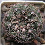 Gymnocalycium leeanum