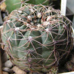 Gymnocalycium leeanum