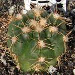 Gymnocalycium megalothelon