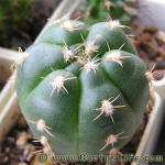 Gymnocalycium megalothelon