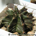 Gymnocalycium mihanovichii var. filadelfiense STO1207