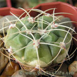 Gymnocalycium monvillei GN2708a