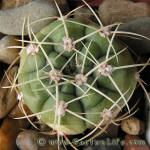 Gymnocalycium monvillei GN2708a