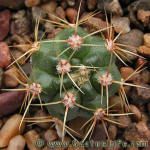 Gymnocalycium monvillei v. steineri VG04-035