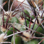 Gymnocalycium mostii GN99-1043/3699