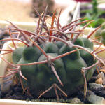 Gymnocalycium mostii ferocior GN395/1307