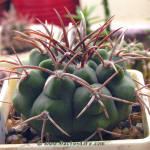 Gymnocalycium mostii ferocior GN395/1307