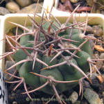 Gymnocalycium mostii ferocior GN395/1307