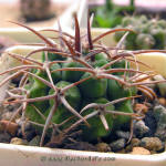 Gymnocalycium mostii ferocior STO866