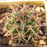 Gymnocalycium mostii ferocior STO866