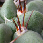 Gymnocalycium mostii kurtzianum