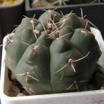 Gymnocalycium mucidum GN383-1281