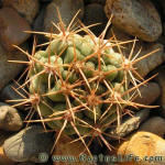 Gymnocalycium neuhuberi GN77-356