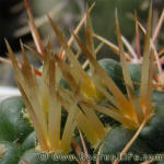 Gymnocalycium neuhuberi GN77-356