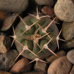 Gymnocalycium nidulans VG03-199