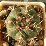 Gymnocalycium nidulans VG03-199