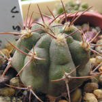 Gymnocalycium nigriareolatum v simoi P39