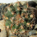 Gymnocalycium papschii GN4190