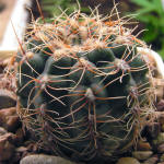 Gymnocalycium papschii GN4190