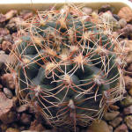 Gymnocalycium papschii GN4190