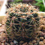 Gymnocalycium papschii GN4190