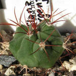 Gymnocalycium pflanzii v. argentinense JO165