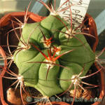 Gymnocalycium pflanzii v. argentinense JO165