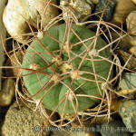 Gymnocalycium mazanense var. polycephalum GN611/2439