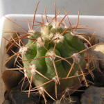 Gymnocalycium mazanense var. polycephalum P223