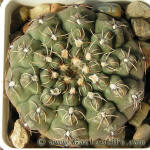 Gymnocalycium robustum GN96-747/3123