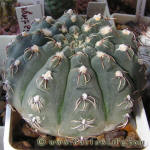 Gymnocalycium robustum GN96-747/3123