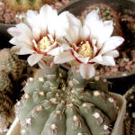 Gymnocalycium robustum GN96-747/3123