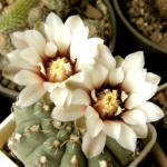 Gymnocalycium robustum GN96-747/3123