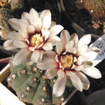 Gymnocalycium robustum GN96-747/3123