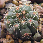 Gymnocalycium rosae GN 745/2167