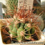 Gymnocalycium saglionis GN99-1004-3492