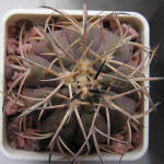 Gymnocalycium spegazzinii var. major