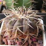 Gymnocalycium spegazzinii var. major