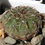 Gymnocalycium stellatum