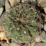 Gymnocalycium stellatum