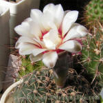 Gymnocalycium stellatum 