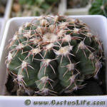 Gymnocalycium stellatum P202