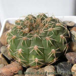 Gymnocalycium stellatum albispinum